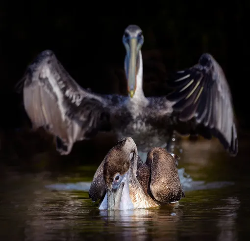 «Abracadabra.» /Comedy Wildlife Photo Awards 2020The photo was taken in Fort Myers Beach, Florida.