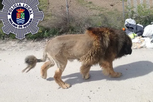В Испании на улице заметили льва. Жители сообщили о нем в полицию, но он оказался собакой с необычной стрижкой