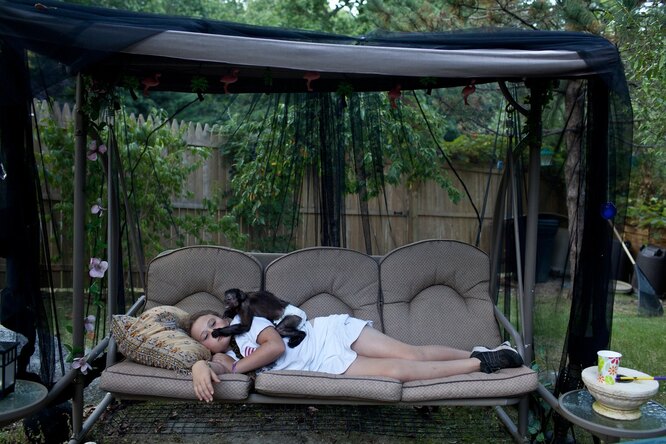 Чернолобая коата