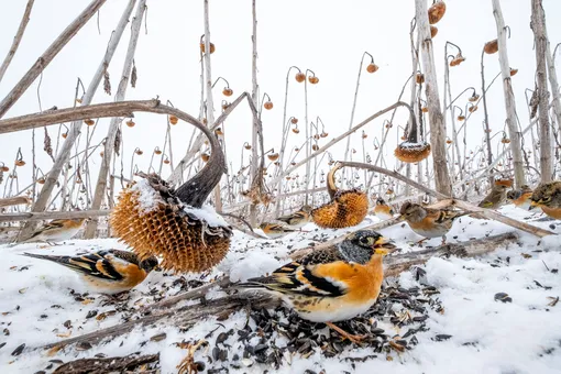 Wildlife second place: Mateusz Piesiak, PolandA large sunflower field, which could not be mowed this year due to the water level, attracted thousands of bird species this winter, mostly greenfinches, goldfinches and bramblingsPhotograph: Mateusz Piesiak/TNC Photo Contest 2021