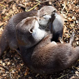 В Великобритании овдовевшей выдре нашли на сайте знакомств новую любовь