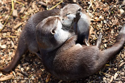 В Великобритании овдовевшей выдре нашли на сайте знакомств новую любовь