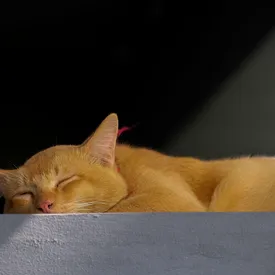 Во Франции женщине выписали штраф более 1,2 тысячи евро за то, что ее кот ходил в гости к соседям