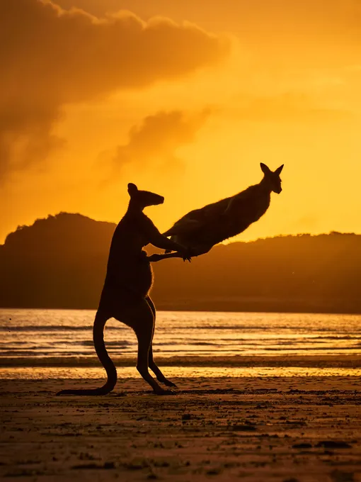 It’s all kicking off!Wallabies play-fighting on the beach in Cape Hillsborough, Queensland, AustraliaPhotograph: Michael Eastway/Comedywildlifephoto.com