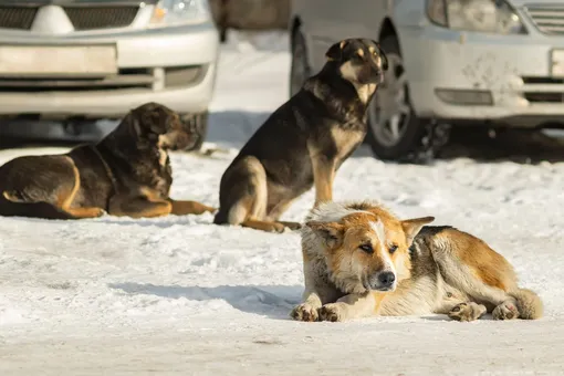 Жительницу Якутии загрызли бродячие собаки. Губернатор принес соболезнования и пообещал организовать отлов животных
