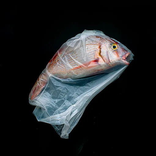 Still Life: A Plastic Ocean by Jorge Reynal (Argentina)A dead fish seemingly struggling for breath in a plastic bag. The image highlights the plastic pollution crisis impacting our oceansPhotograph: Jorge Reynal