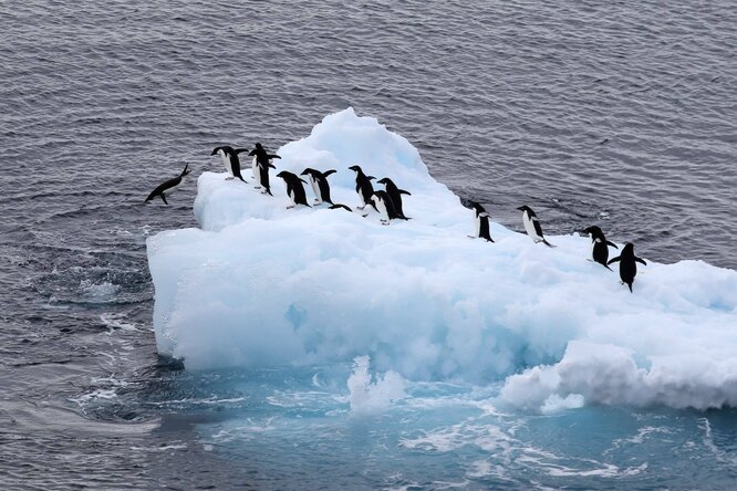 «Это невероятно и ненормально»: температура воздуха в Антарктике впервые поднялась выше 20 °С