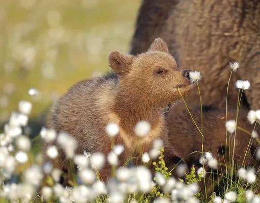 «Бурый романтик», Валттери Мулкахайнен. RomanticA brown bear in Martinselkonen, FinlandPhotograph: Valtteri Mulkahainen/Comedywildlifephoto.com