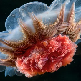 Снимок российского морского биолога попал в список лучших фото 2023 года по версии National Geographic Снимок российского морского биолога попал в список лучших фото 2023 года по версии National Geographic