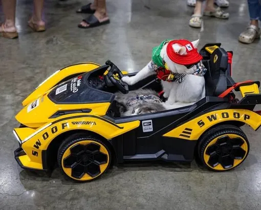 животные животные