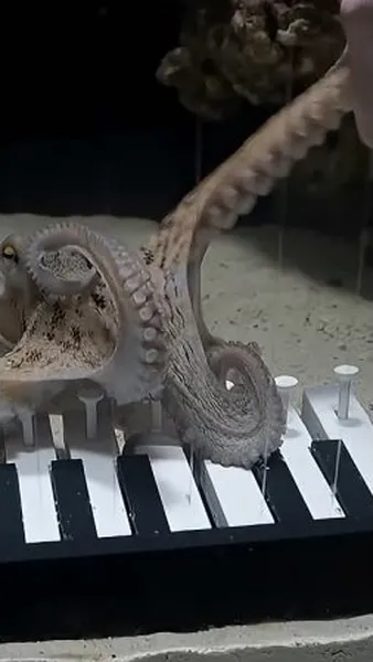 Смотреть Смотреть