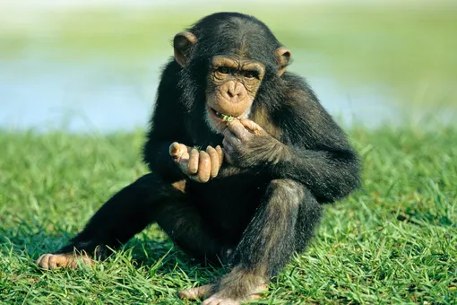 В Гвинее последняя плодовитая самка вымирающих шимпанзе родила детеныша. Он может спасти весь вид