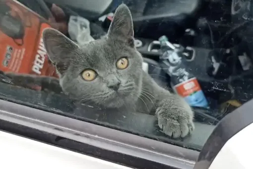 В Москве спасли котенка, который 3 суток провел в запертой машине