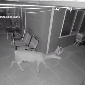 Медведь, пума и два оленя ночью наведались во двор к паре из США