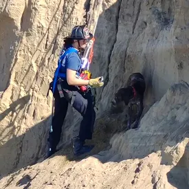 В США спасли собаку, которая сорвалась со скалы и приземлилась на узкий выступ над обрывом