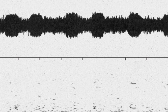 На повышенных тонах: история самого одинокого кита на свете На повышенных тонах: история самого одинокого кита на свете