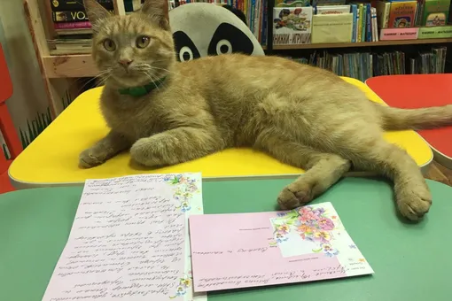 В Тверской области убили кота-библиотекаря. Причиной мог стать конфликт с соседями