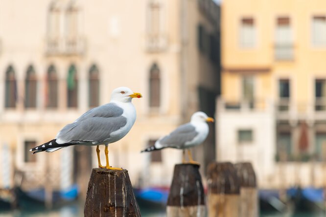 Владельцы отелей в Венеции начали выдавать постояльцам водные пистолеты для борьбы с «агрессивными и надоедливыми» чайками