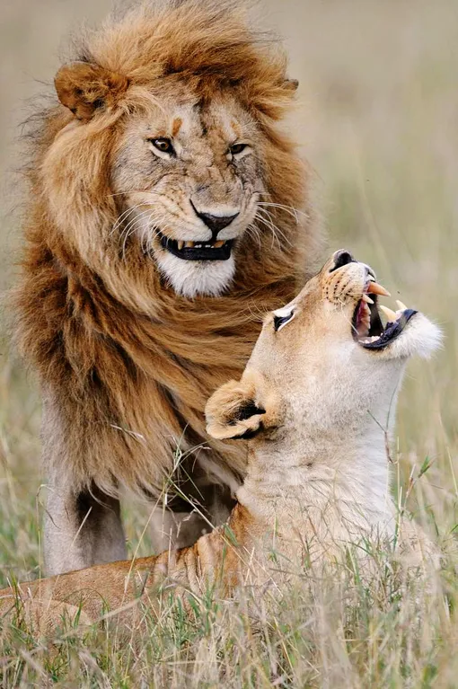 «Спустя столько лет он по-прежнему смешит меня». Лев и львица в Кении.
