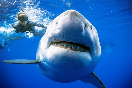 У Гавайских островов дайверы встретили огромную белую акулу. Ее размеры сопоставимы с самой большой белой акулой в мире