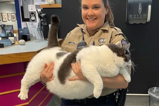 В США спасли одного из самых толстых котов в мире. Он весит 18 кг