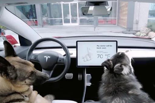 В автомобилях Tesla появился специальный режим для собак