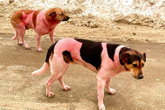 В Долгопрудном заметили стаю бездомных собак с розовой шерстью