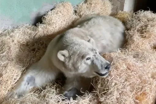 В Московском зоопарке сообщили о положительной динамике в состоянии раненого белого медведя из Диксона