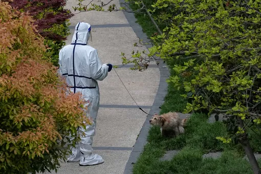 DOCUMENT DATE: April 05, 2022 A person in a protective suit walks a dog in a residential area under lockdown, amid the coronavirus disease (COVID-19) pandemic, in Shanghai, China April 5, 2022. REUTERS/Aly Song