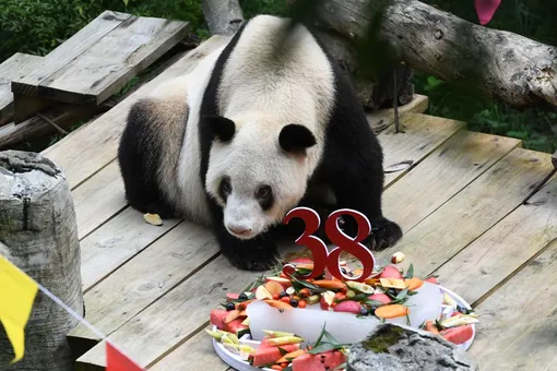 В Китае умерла самая старая панда в мире. В пересчете на человеческий возраст ей было 130 лет
