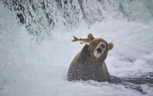 Fight BackThis salmon decided to slap the bear in the face rather than be lunch, in Alaska, USPhotograph: John D Chaney/Comedywildlifephoto.com