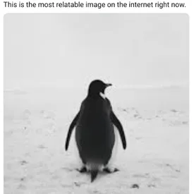 В сети завирусилось видео с пингвином-нигилистом. Это фрагмент из документалки Вернера Херцога