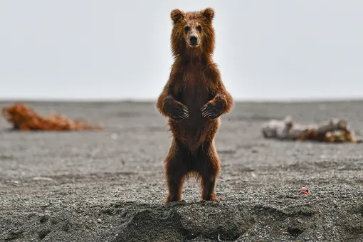 Камчатский край. Бурый медведь на берегу реки Хайлюли на северо-востоке полуострова Камчатка.