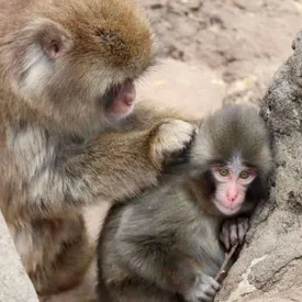 «Самую одинокую обезьянку» по кличке Панч приняли в стаю. Раньше его единственным другом был плюшевый орангутан