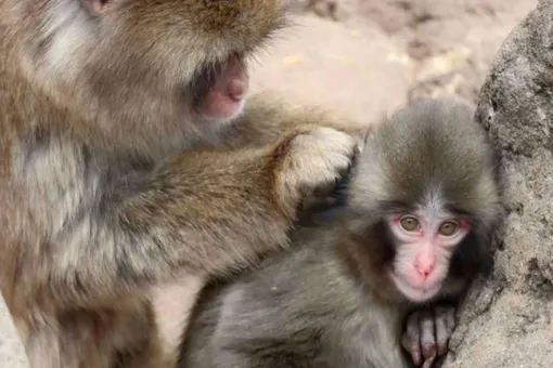 «Самую одинокую обезьянку» по кличке Панч приняли в стаю. Раньше его единственным другом был плюшевый орангутан «Самую одинокую обезьянку» по кличке Панч приняли в стаю. Раньше его единственным другом был плюшевый орангутан