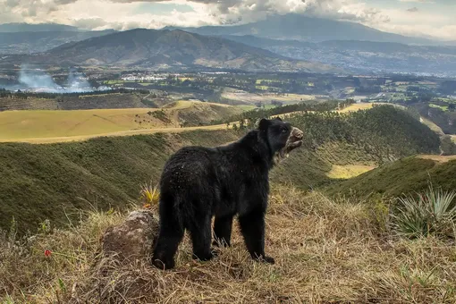 Лучшие фотографии дикой природы 2022 года