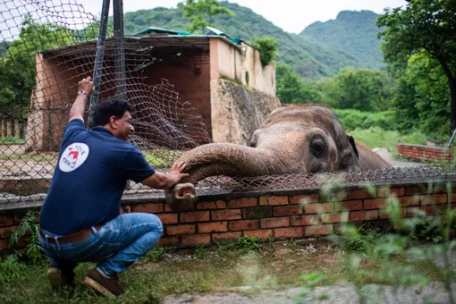 Певица Шер помогла освободить «самого одинокого слона». Он переехал из Пакистана в Камбоджу