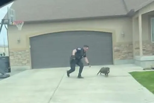 В сети завирусилось видео, на котором американский полицейский отчаянно ловит свинью. Несколько дней животные бегали по улицам и устраивали беспорядки