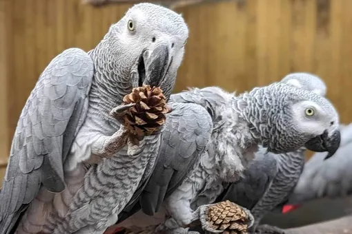 В Великобритании ругающихся матом попугаев отправили на перевоспитание к сородичам