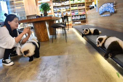 В Китае владелец кафе с животными решил перекрасить собак в панд. По его мнению, это поможет отличаться от конкурентов