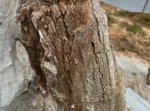 дерево дерево