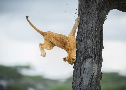 Not so cat-like reflexesA three-month-old lion cub tries to descend a tree in Serengeti, TanzaniaPhotograph: Jennifer Hadley/Comedywildlifephoto.com