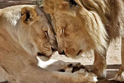 Пожилую пару львов из зоопарка Лос-Анджелеса усыпили вместе, чтобы им не пришлось жить друг без друга