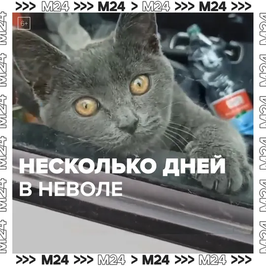 Смотреть
