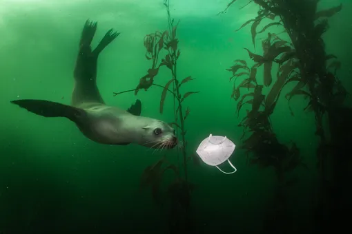 2021 Photo Contest, Environment, Singles, NomineeCalifornia Sea Lion Plays with MaskPhotographerRalph Pace