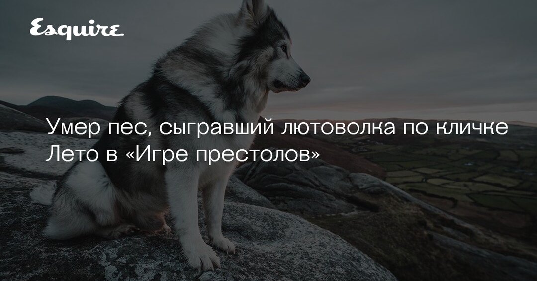 назвал собаку именем умершей собаки. стихи про бездомных животных. могилки бездомных животных. юмор прозвища собак. история собаки хатико в японии.