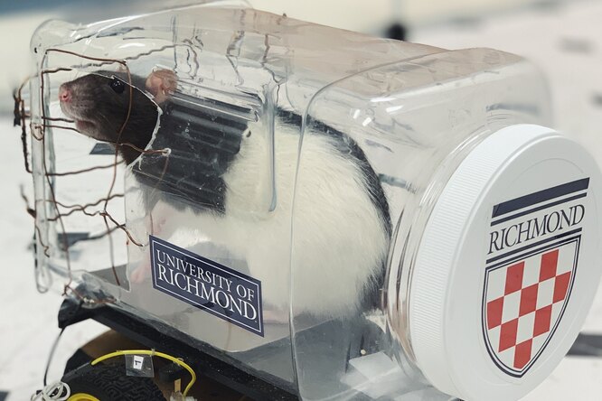 Ученые сделали для крыс крохотные автомобили — и животные умеют их водить