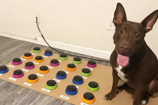 В США появилась «говорящая» собака. Логопед научила ее общаться при помощи кнопок со словами