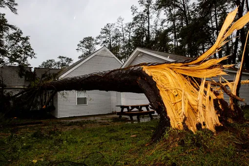 Поваленное дерево, Северная Каролина