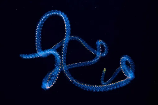 Ocean’s Signature by Angel Fitor (Spain)Fitor took this image in the waters off of Alicante, Spain. Immersed in a strong current, an otherwise slightly undulating salp chain twists and turns, forming whimsical shapes. Salps move by contracting, which pumps water through their gelatinous bodiesPhotograph: Angel M Fitor/2019 Wildlife Photographer of the Year